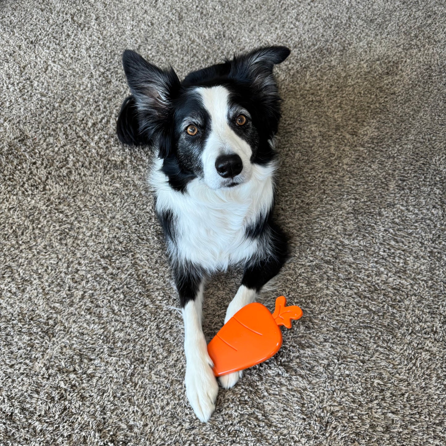 Jax's Crisp Carrot