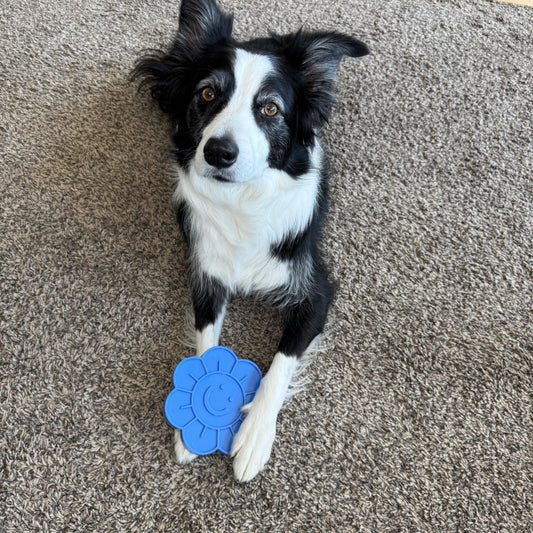 Decker's Happy Daisy