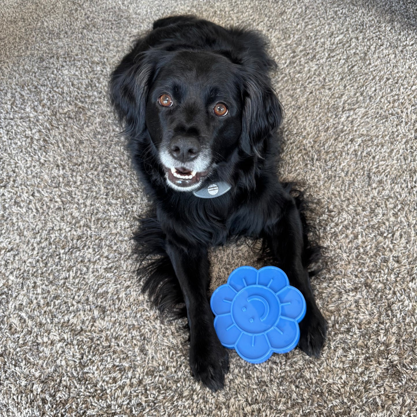 Decker's Happy Daisy