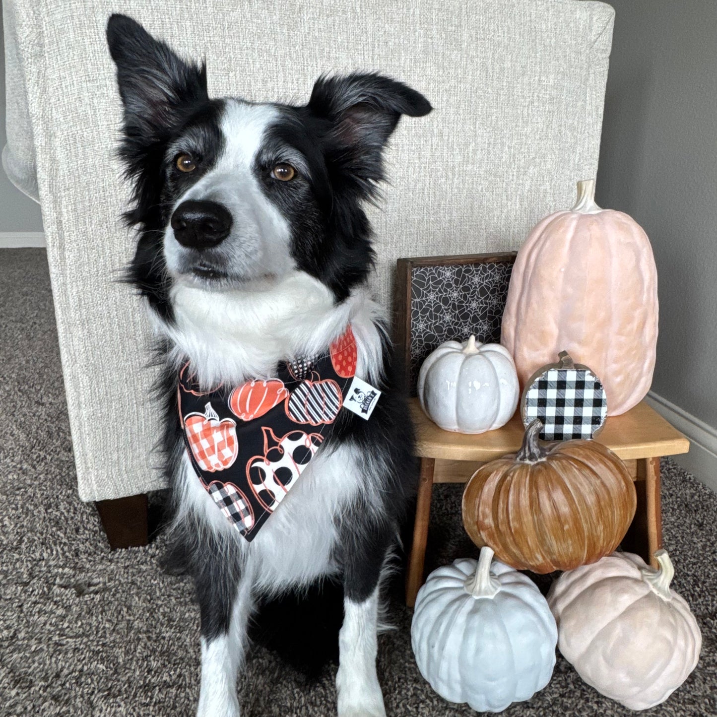 Outlined Orange Pumpkins