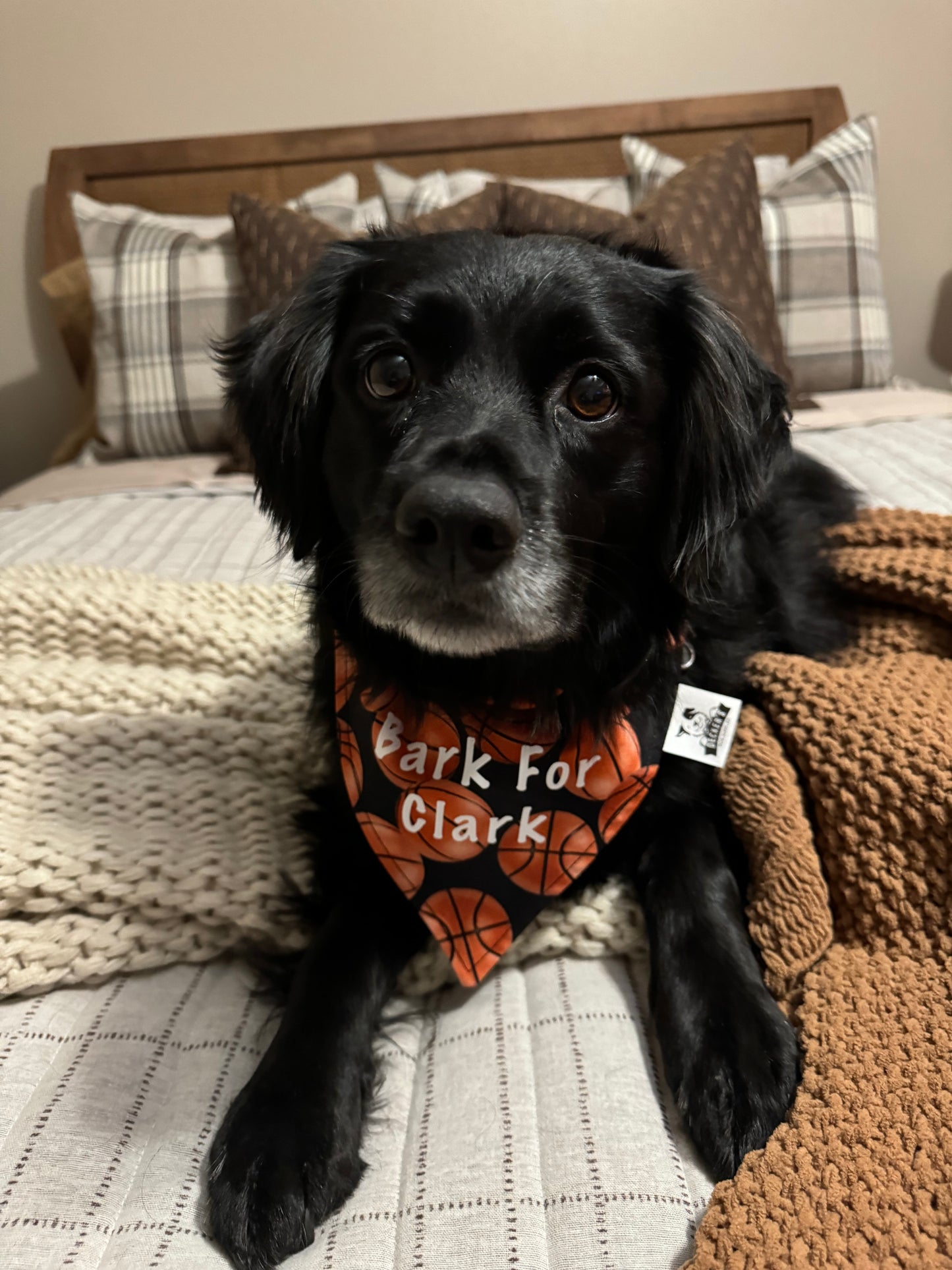 Bark For Clark bandana